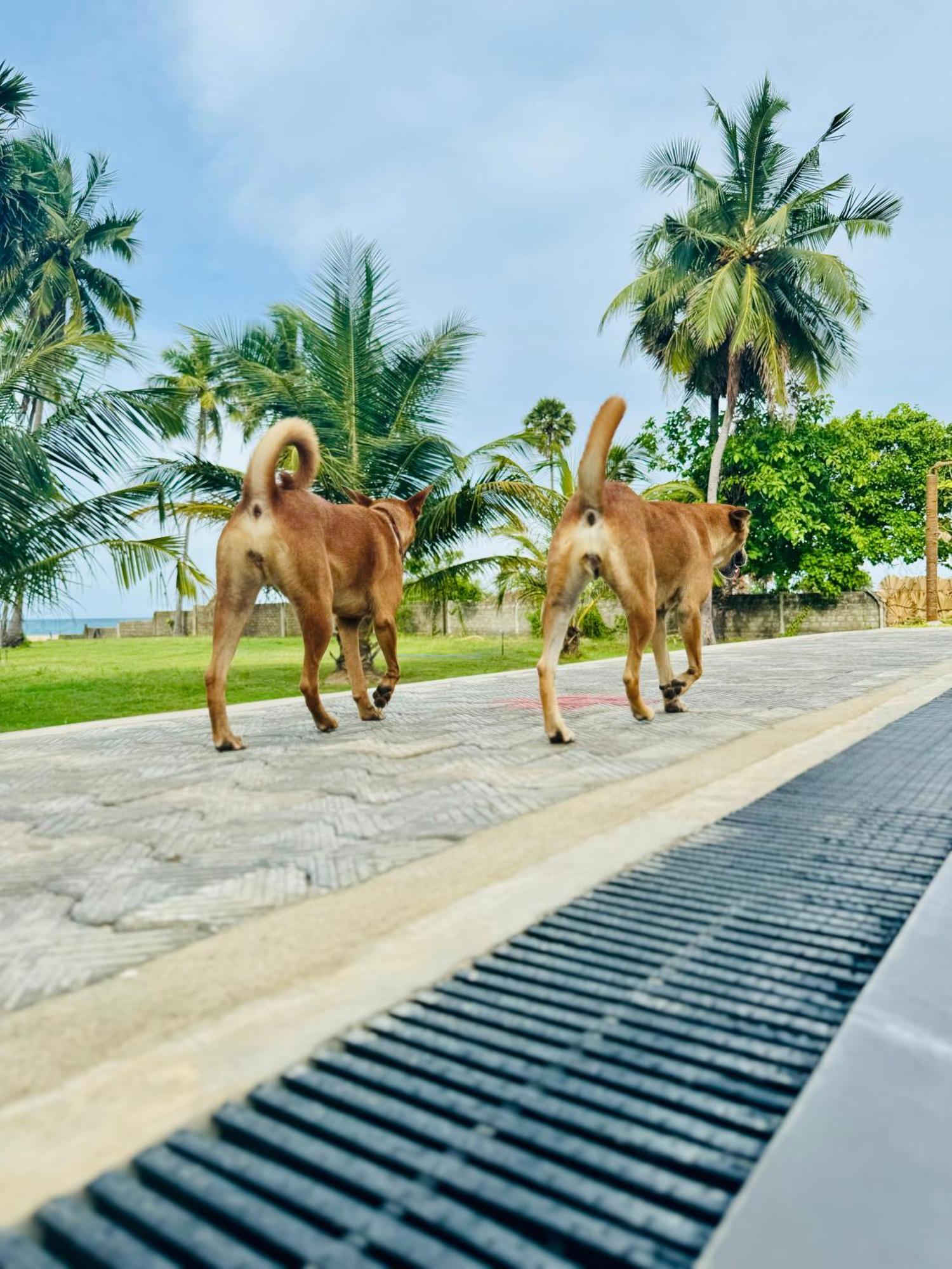 108 Palms Beach Resort Trincomalee Bagian luar foto